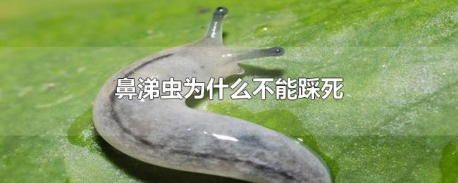 鼻涕虫为什么不能踩死