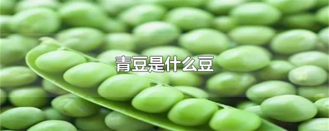 青豆是什么豆