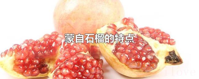 蒙自石榴的特点 蒙自石榴的特点