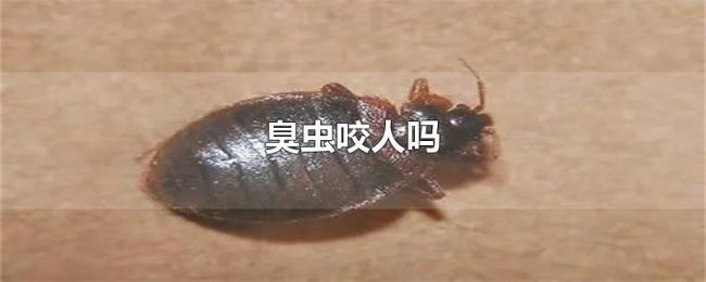 臭虫咬人吗
