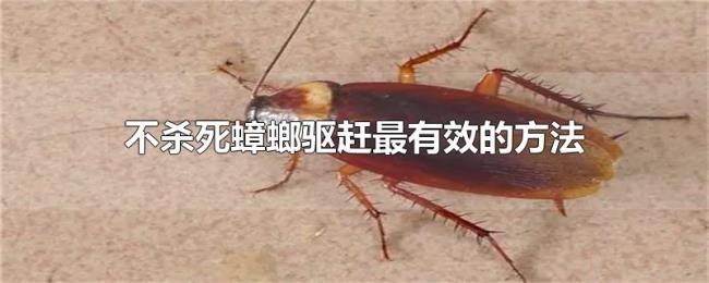 不杀死蟑螂驱赶最有效的方法