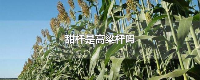 甜杆是高粱杆吗 甜杆是高粱杆吗