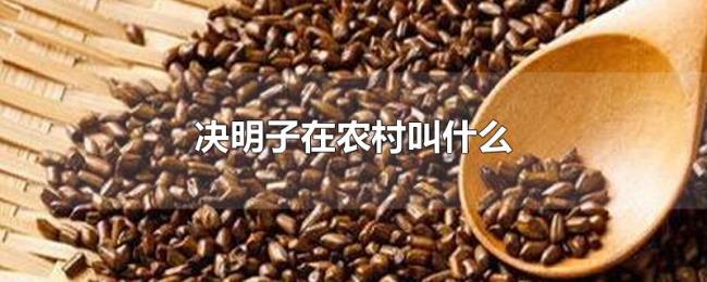 决明子在农村叫什么 决明子在农村叫什么