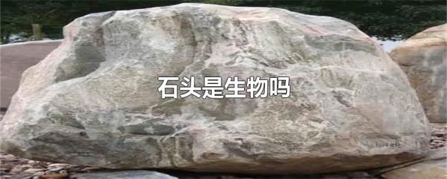 石头是生物吗