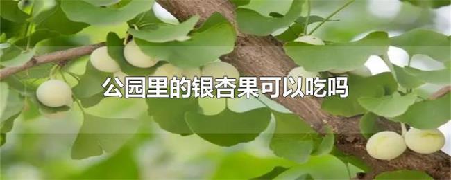 公园里的银杏果可以吃吗