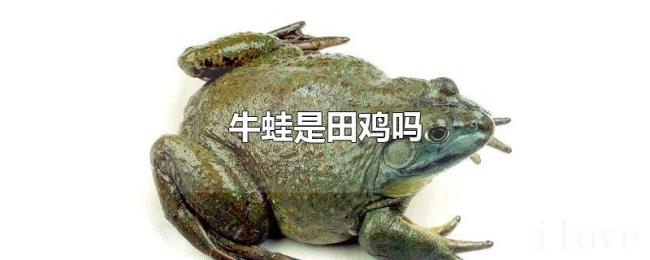 牛蛙是田鸡吗