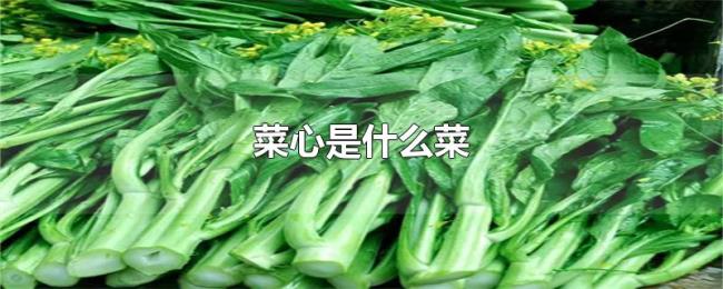 菜心是什么菜