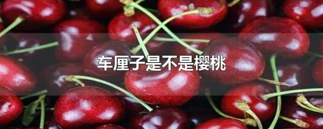 车厘子是不是樱桃 车厘子是不是樱桃
