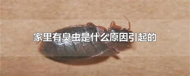家里有臭虫是什么原因引起的