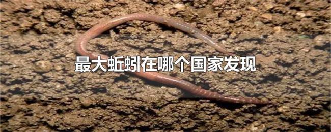 最大蚯蚓在哪个国家发现
