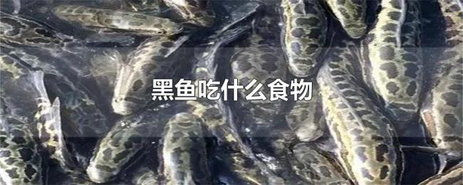 黑鱼吃什么食物