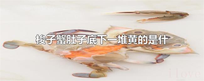 梭子蟹肚子底下一堆黄的是什么