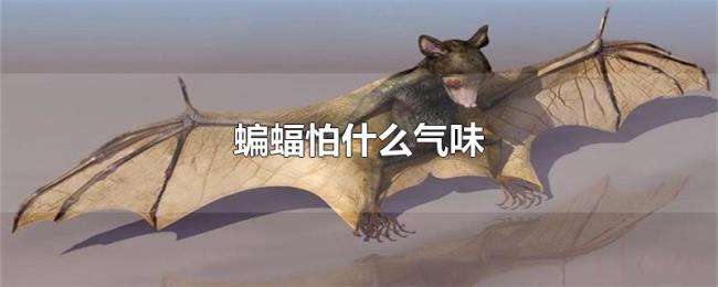 蝙蝠怕什么气味