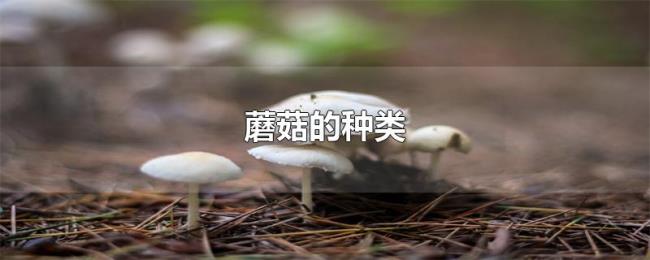 蘑菇的种类