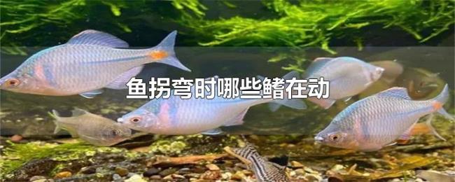 鱼拐弯时哪些鳍在动