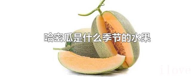 哈密瓜是什么季节的水果 哈密瓜是什么季节的水果