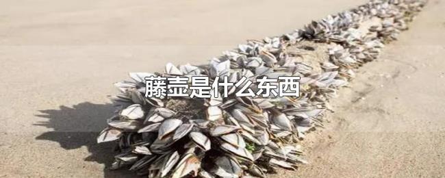 藤壶是什么东西 藤壶是什么东西