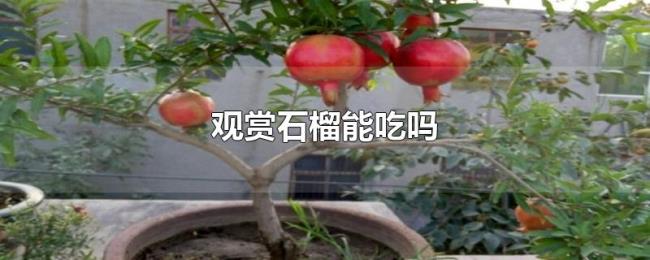 观赏石榴能吃吗 观赏石榴能吃吗