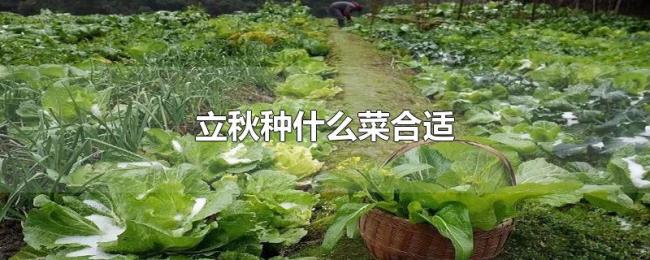 立秋种什么菜合适