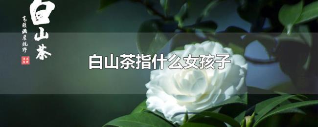 白山茶指什么女孩子 白山茶指什么女孩子
