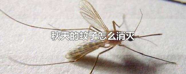秋天的蚊子怎么消灭 秋天的蚊子怎么消灭