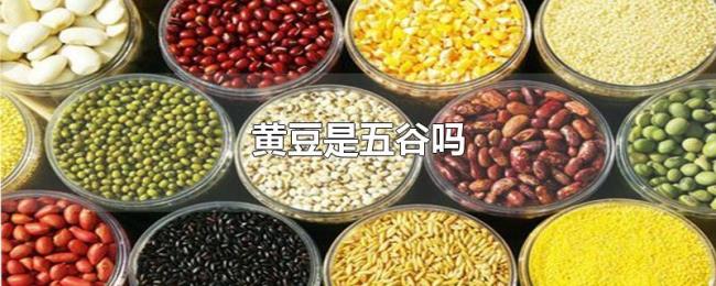 黄豆是五谷吗 黄豆是五谷吗