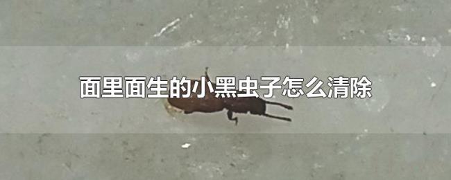 面里面生的小黑虫子怎么清除