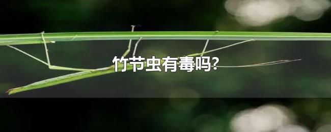竹节虫有毒吗? 竹节虫有毒吗?