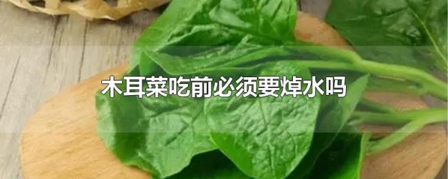 木耳菜吃前必须要焯水吗