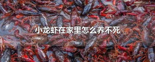 小龙虾在家里怎么养不死
