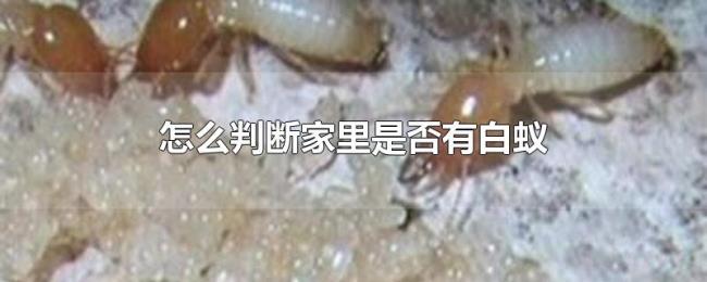 怎么判断家里是否有白蚁 怎么判断家里是否有白蚁