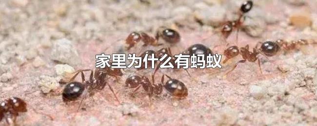 家里为什么有蚂蚁 家里为什么有蚂蚁