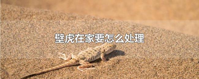 壁虎在家要怎么处理 壁虎在家要怎么处理