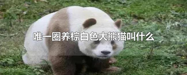 唯一圈养棕白色大熊猫叫什么 唯一圈养棕白色大熊猫叫什么