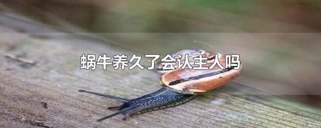 蜗牛养久了会认主人吗