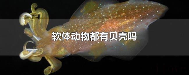 软体动物都有贝壳吗 软体动物都有贝壳吗