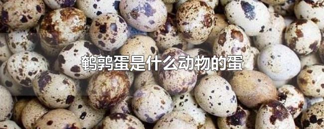 鹌鹑蛋是什么动物的蛋