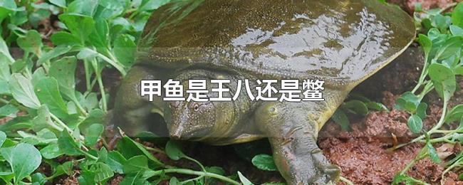 甲鱼是王八还是鳖 甲鱼是王八还是鳖