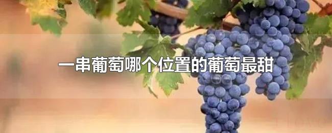 一串葡萄哪个位置的葡萄最甜 一串葡萄哪个位置的葡萄最甜