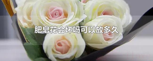 肥皂花会坏吗可以放多久 肥皂花会坏吗可以放多久