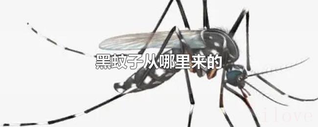 黑蚊子从哪里来的 黑蚊子从哪里来的