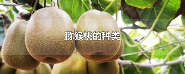 猕猴桃的种类