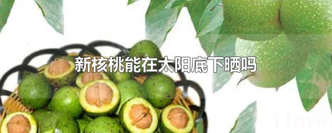 新核桃能在太阳底下晒吗