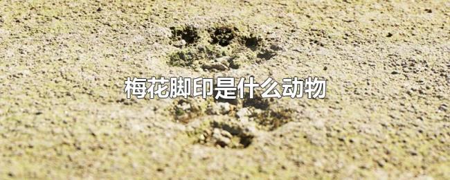 梅花脚印是什么动物 梅花脚印是什么动物