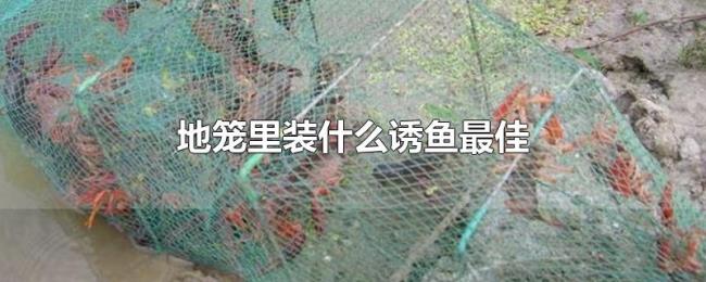 地笼里装什么诱鱼最佳 地笼里装什么诱鱼最佳
