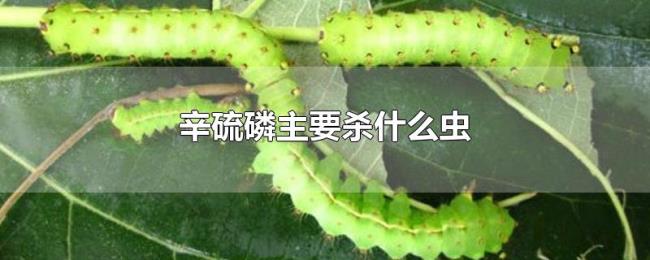 辛硫磷主要杀什么虫 辛硫磷主要杀什么虫