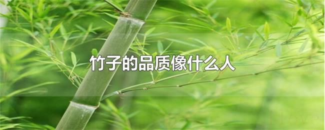 竹子的品质像什么人