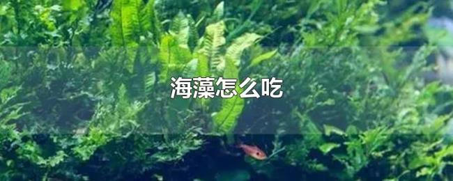 海藻怎么吃