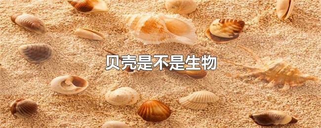 贝壳是不是生物 贝壳是不是生物