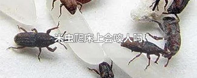 米虫爬床上会咬人吗 米虫爬床上会咬人吗